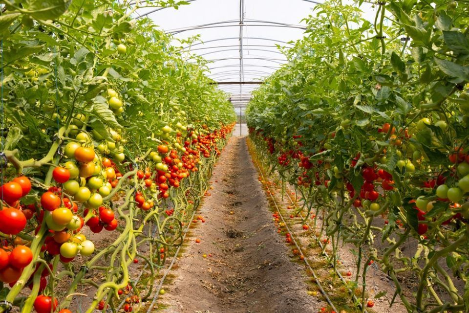 Greenhouse to grow tomatoes - Tomatoes ripening on hanging stalk in greenhouse 