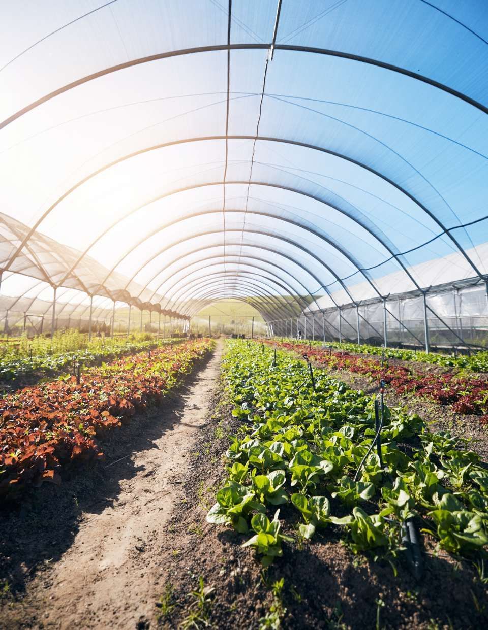 Greenhouse background, plants and growth for farming, agriculture and vegetables, fertiliser and soil. Empty field with food security, gardening and green and red lettuce for harvest in agro-business