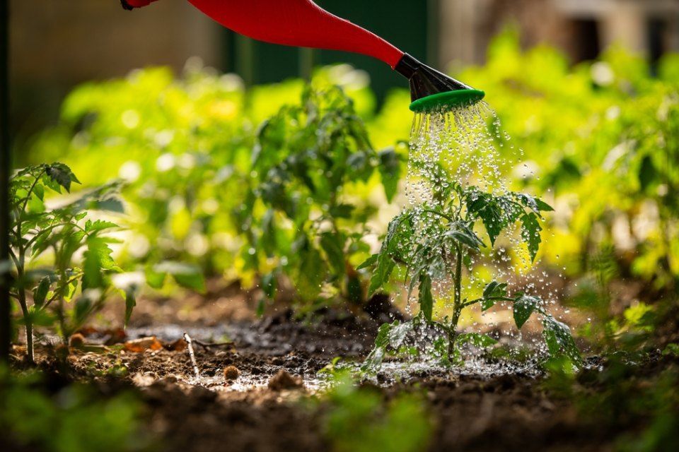 Gardening concept.Watering seedling tomato plant in greenhouse garden with red watering can.