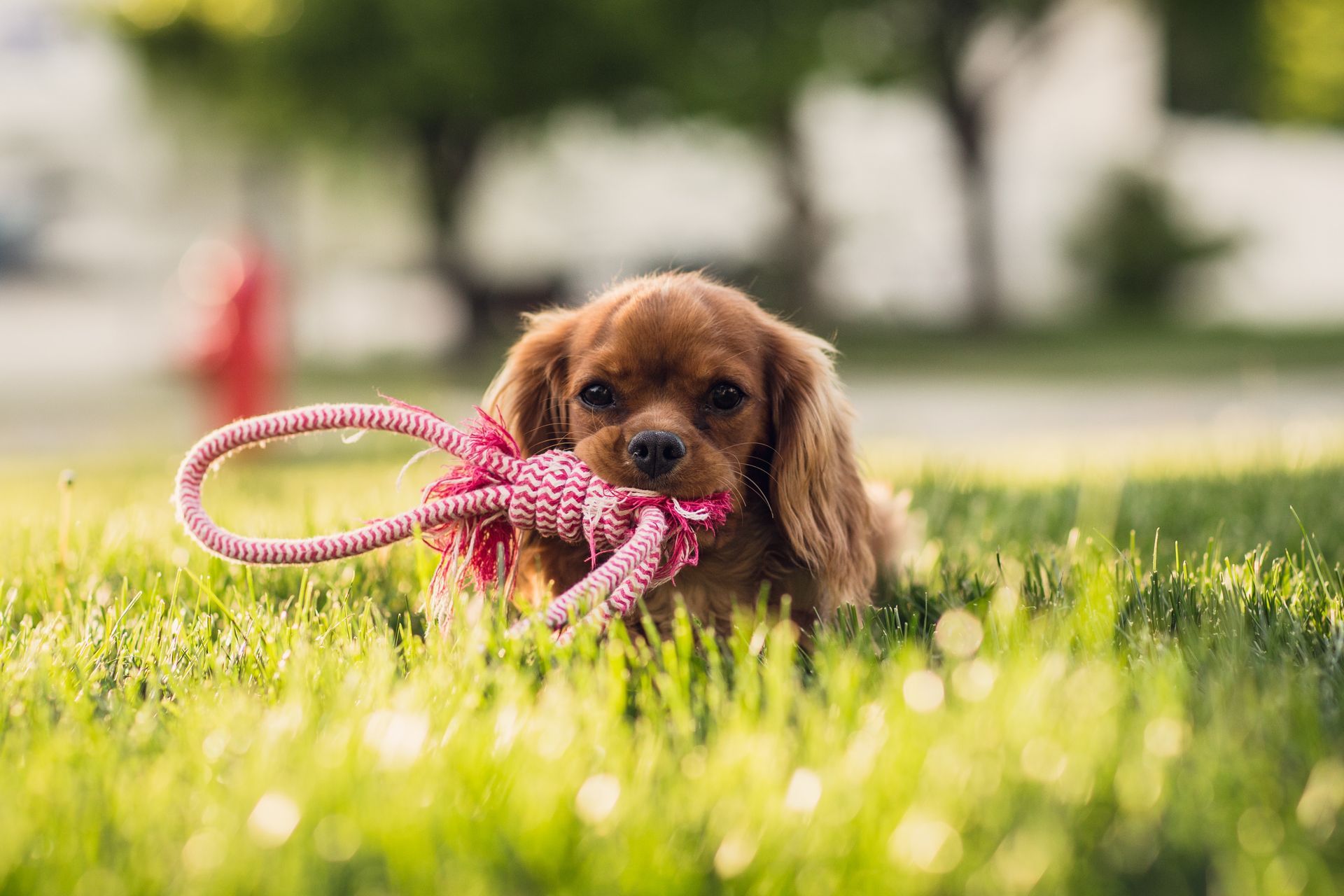 A small brown dog is playing with a pink rope toy in the grass.