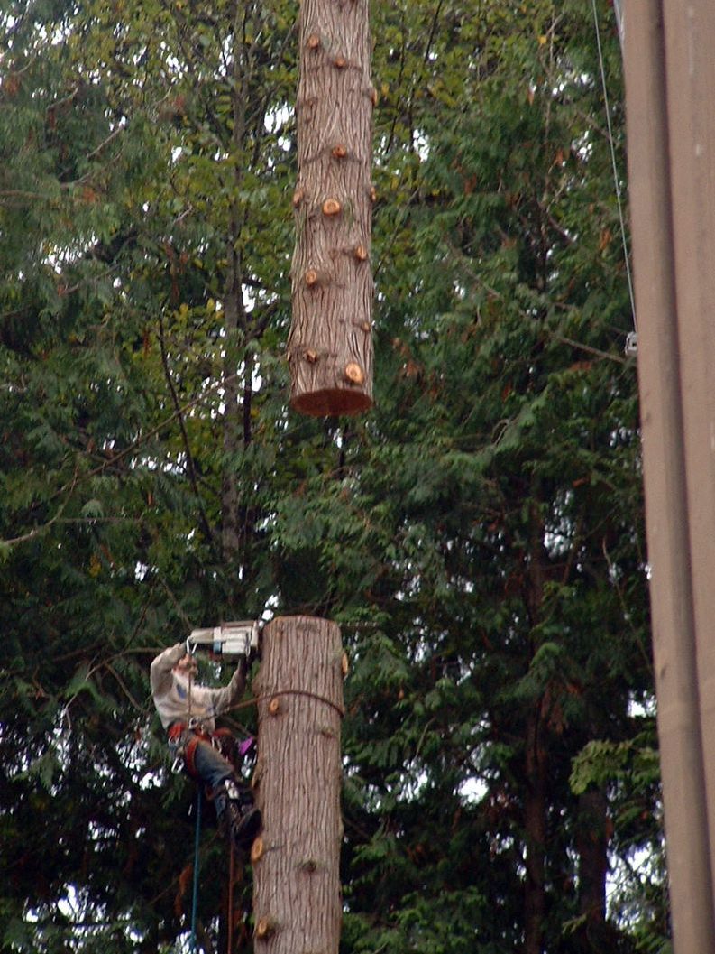 taking a tree down