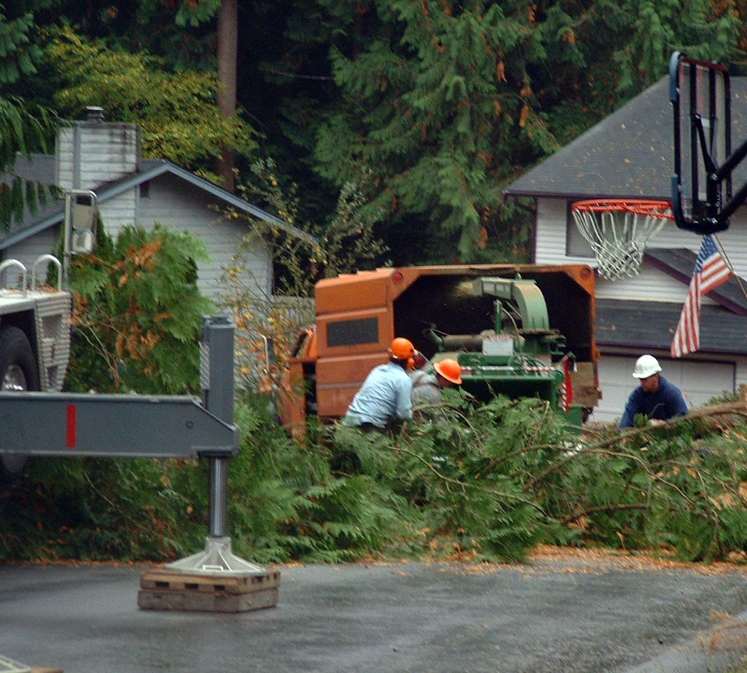 Tree branches going into the chipper