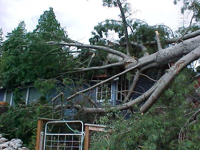 tree fallen on house