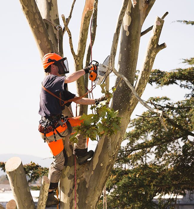 Tree climber with chainsaw