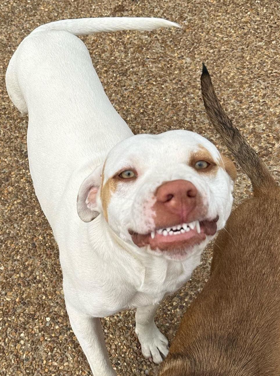 adopt a white dog from abandoned to adored