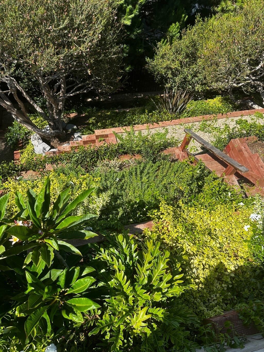 A garden filled with lots of plants and trees