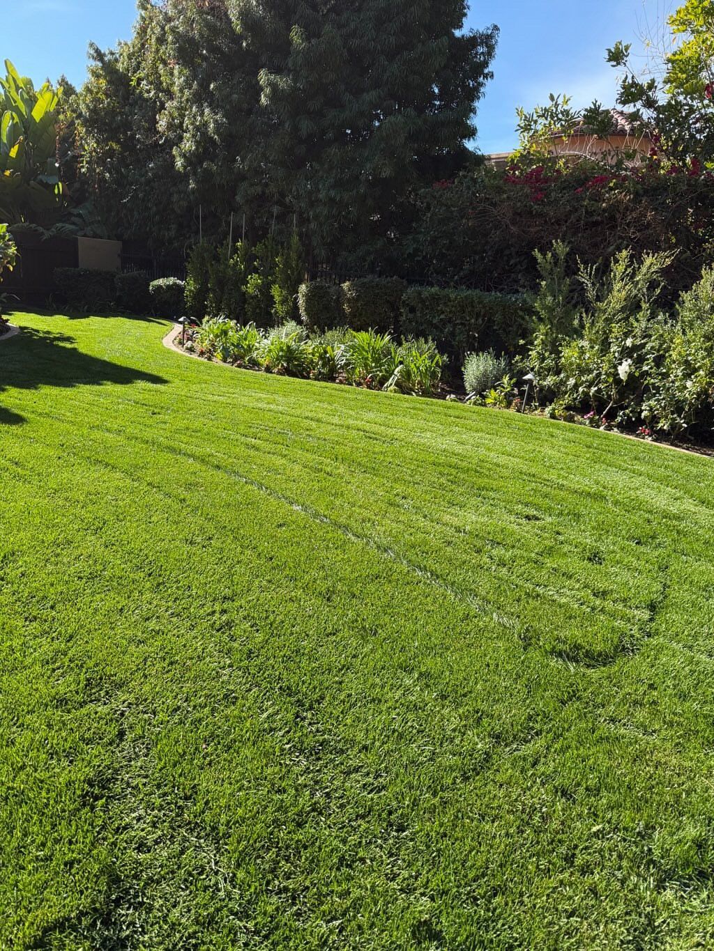 A lush green lawn with trees in the background