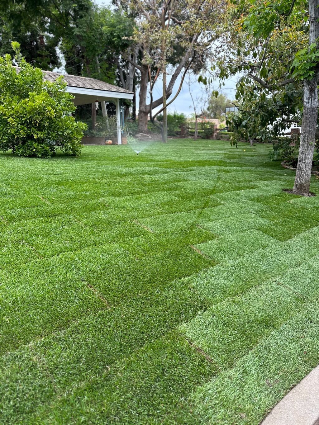 A lush green lawn with trees in the background and a house in the background.