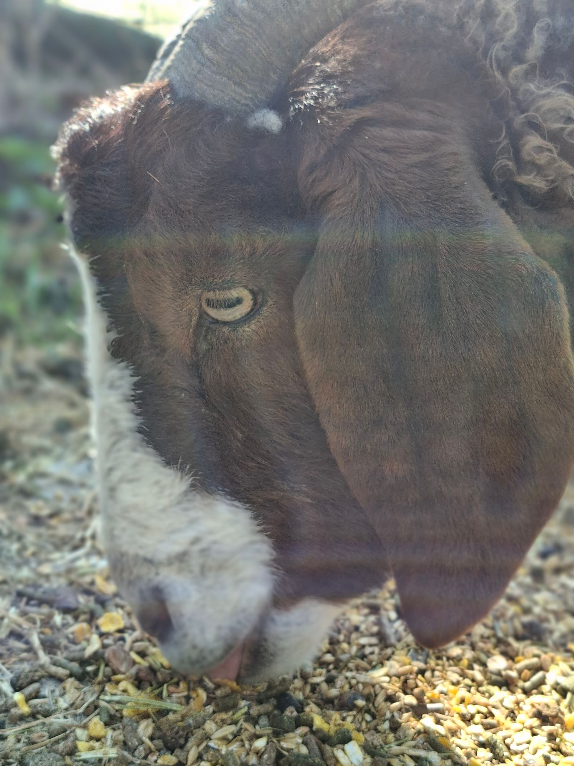 Geit met bruine kop eet voer van de grond 