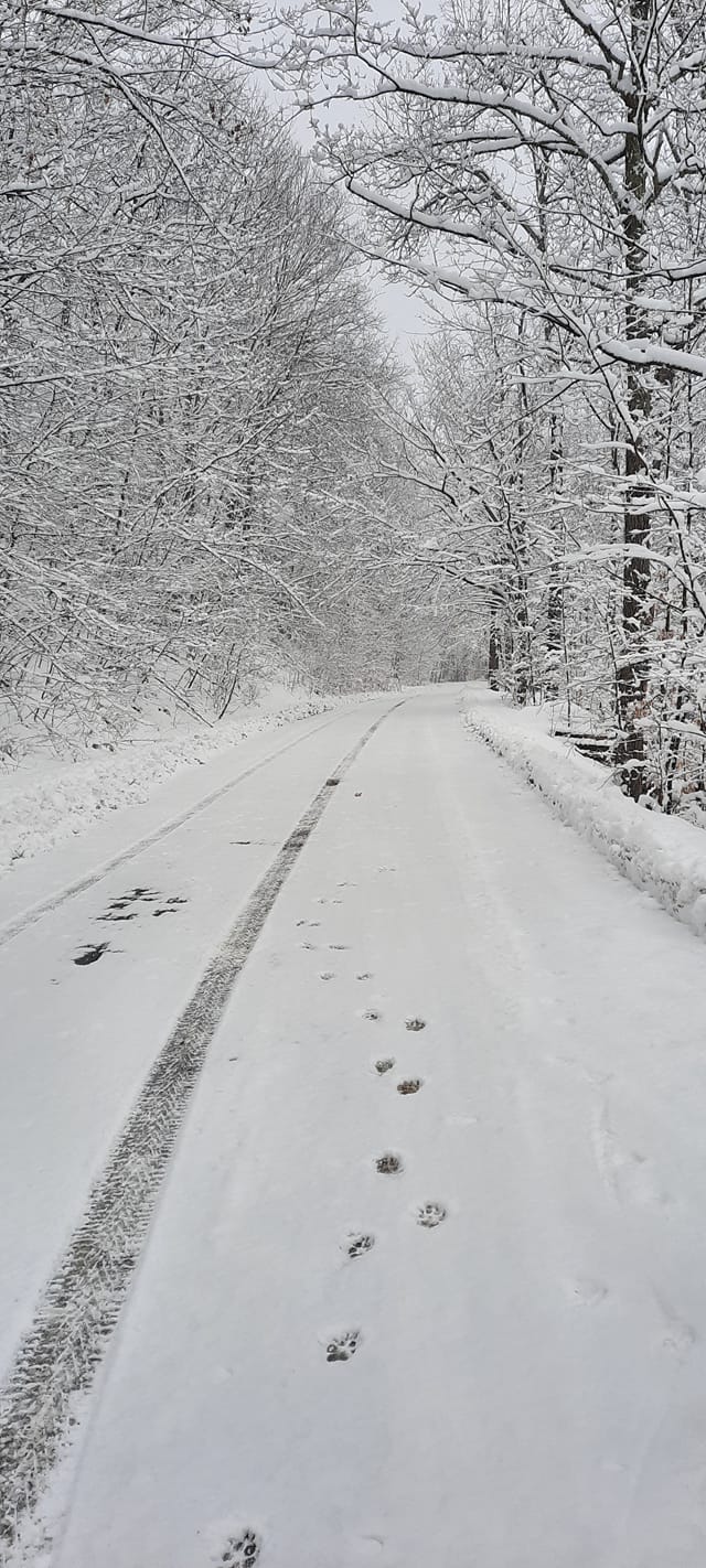 Route forestière enneigée avec des traces de pneus et des empreintes d'animaux.
