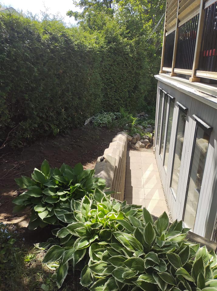 Jardin verdoyant luxuriant avec des hostas, un mur de pierre et un bâtiment avec des fenêtres bordé d'une haie dense.