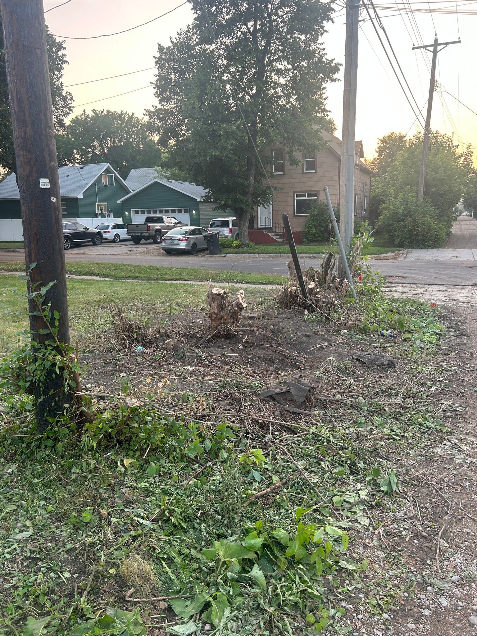 Overgrown roadside lot with trees and utility poles at sunset, across from houses and parked cars
