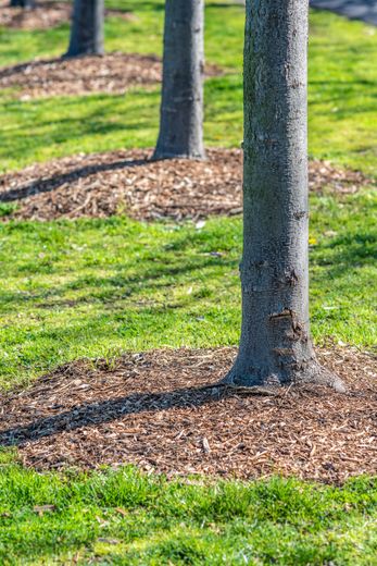 Young trees in a landscaped park with mulch rings and green grass