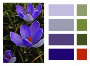 Color Schem from a Photo