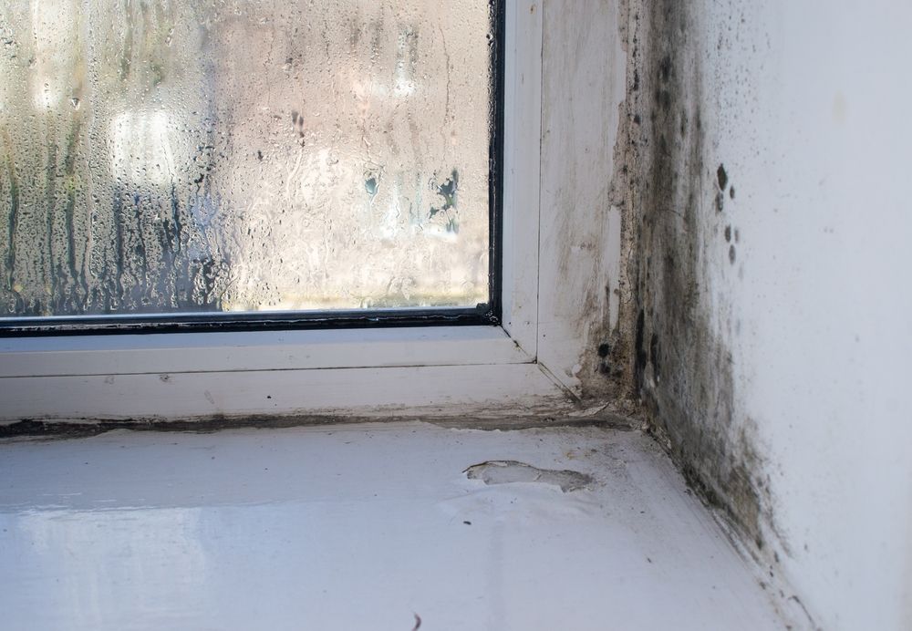 Mold growth on a window frame and sill with condensation on the glass; white and black.