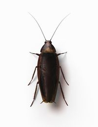 scarafaggio Blatta Orientalis