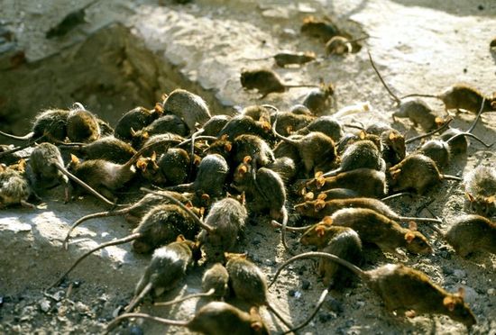 Invasione di ratti