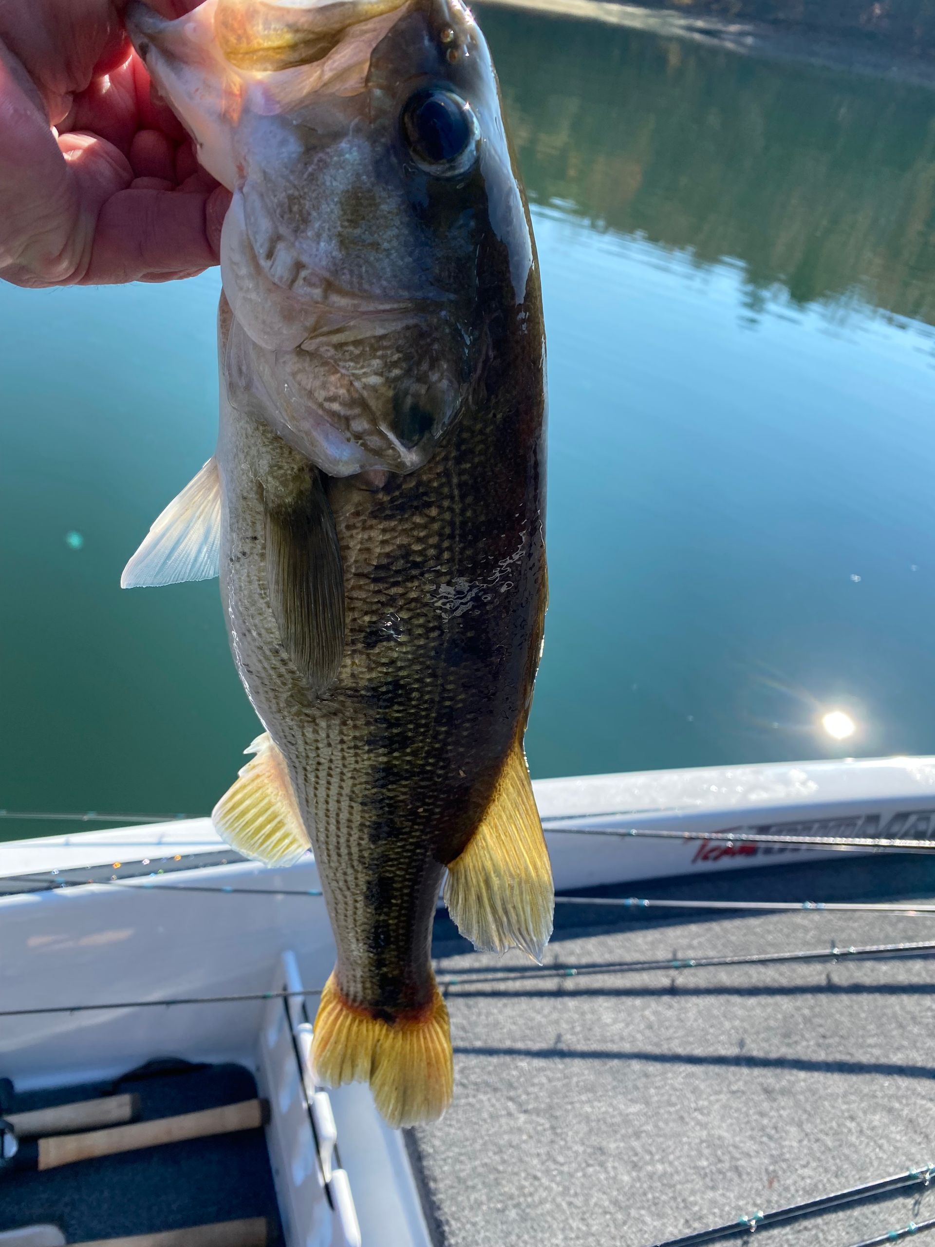 A person is holding a fish in their hand in front of a body of water.