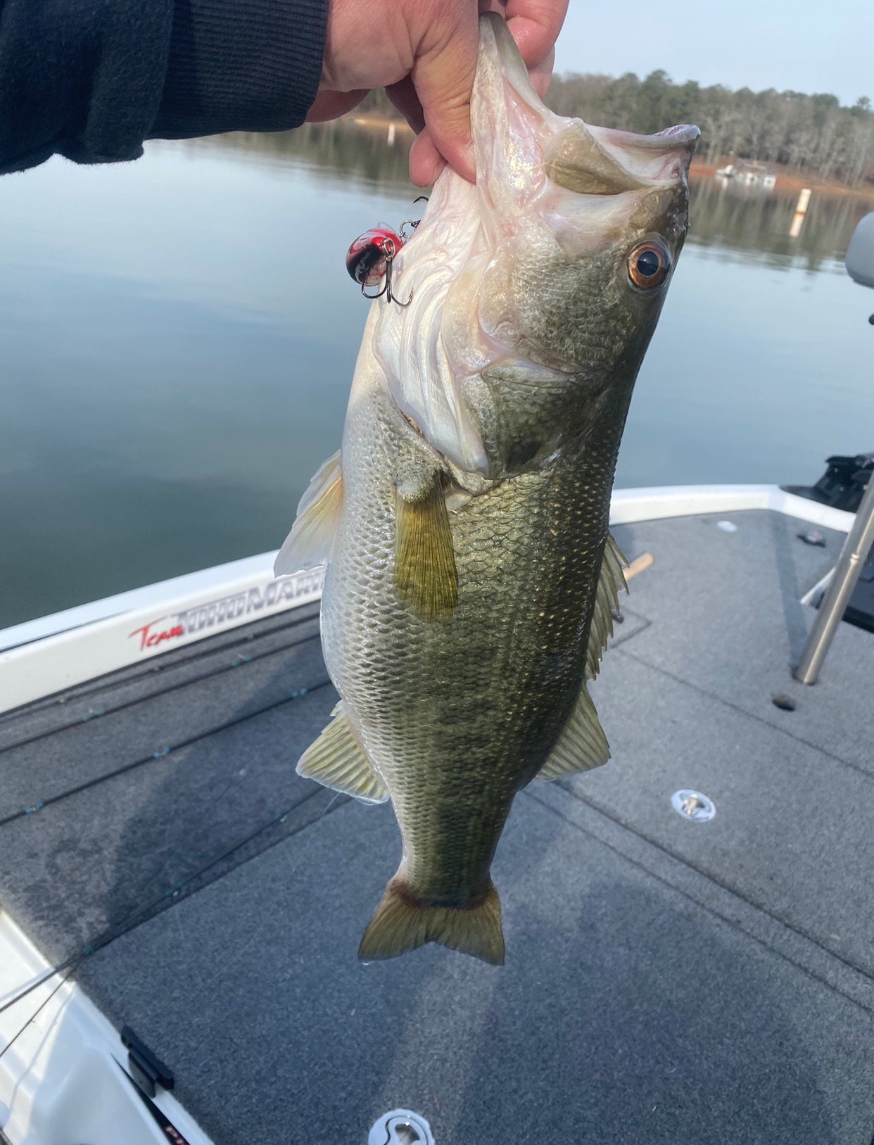A person is holding a large fish in their hand on a boat.