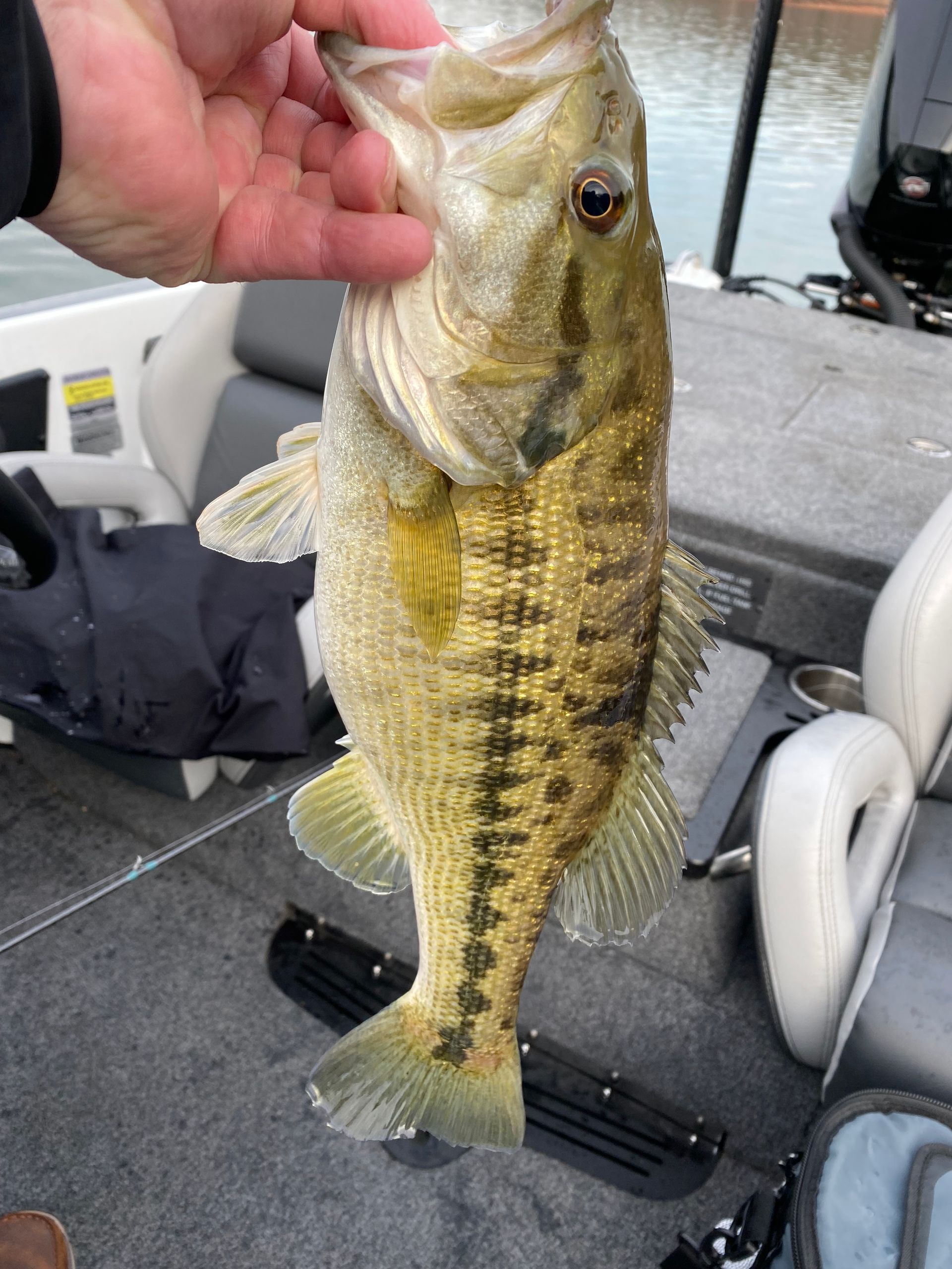 A person is holding a large fish in their hand on a boat.
