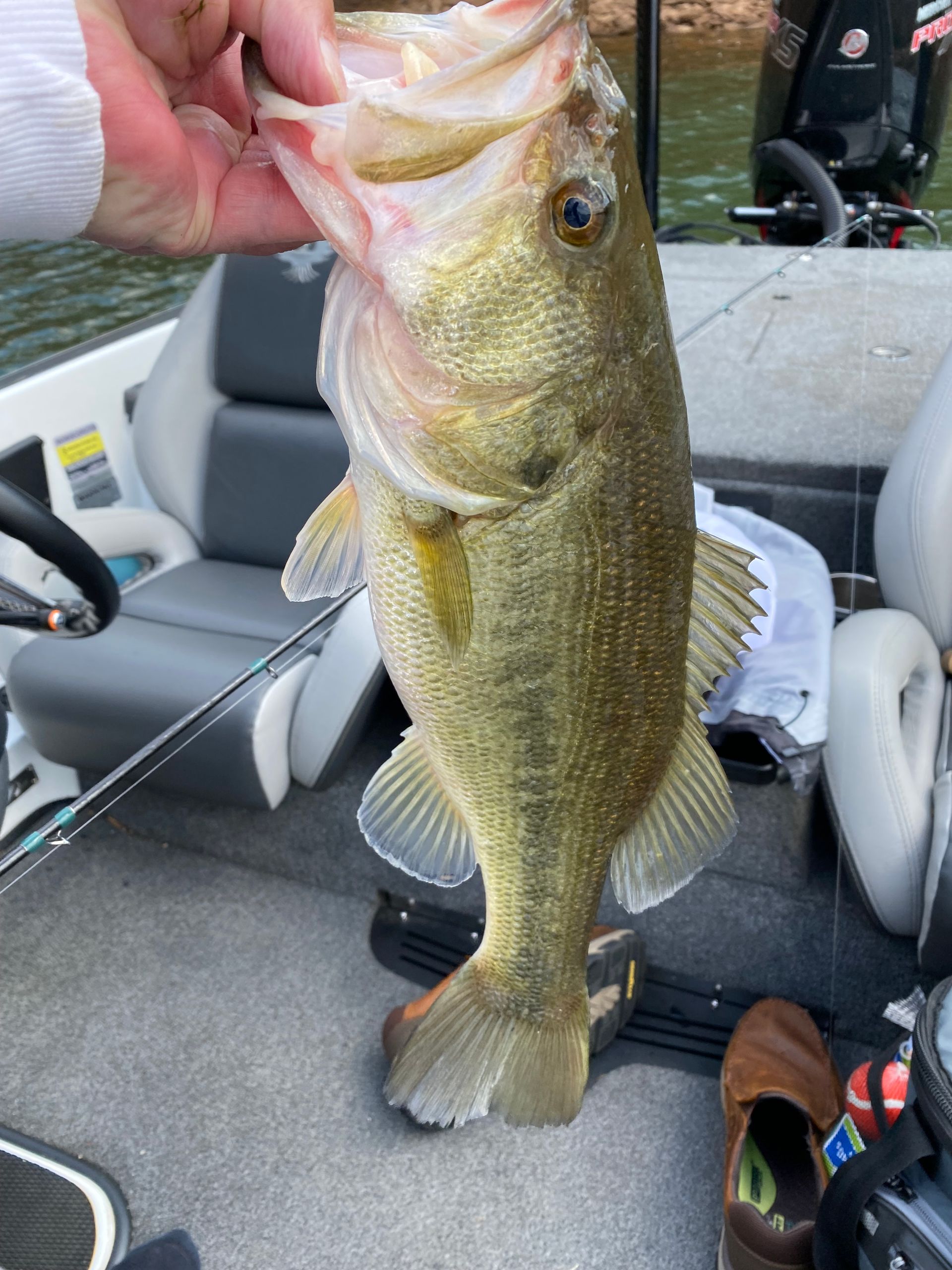 A person is holding a large fish in their hand on a boat.