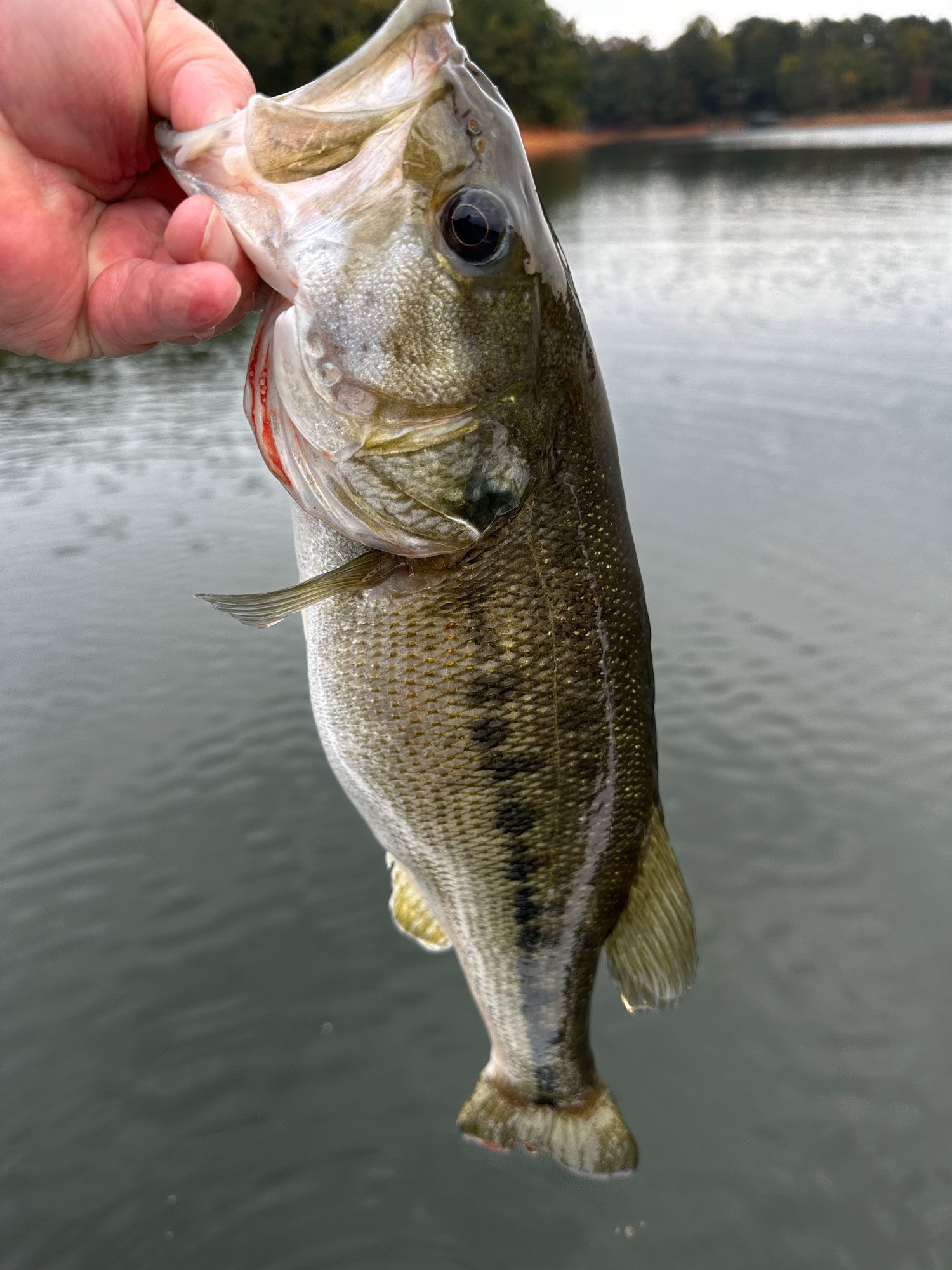A person is holding a large bass in their hand in front of a lake.