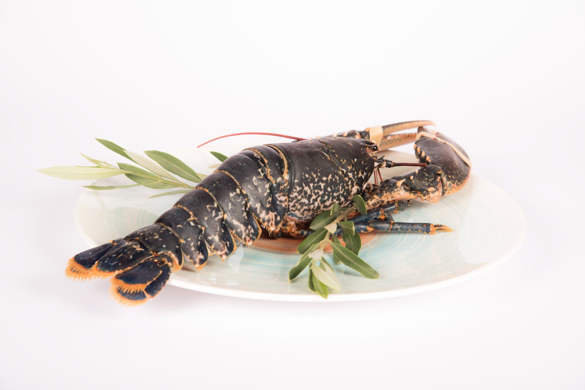 Restaurant Langouste Genève