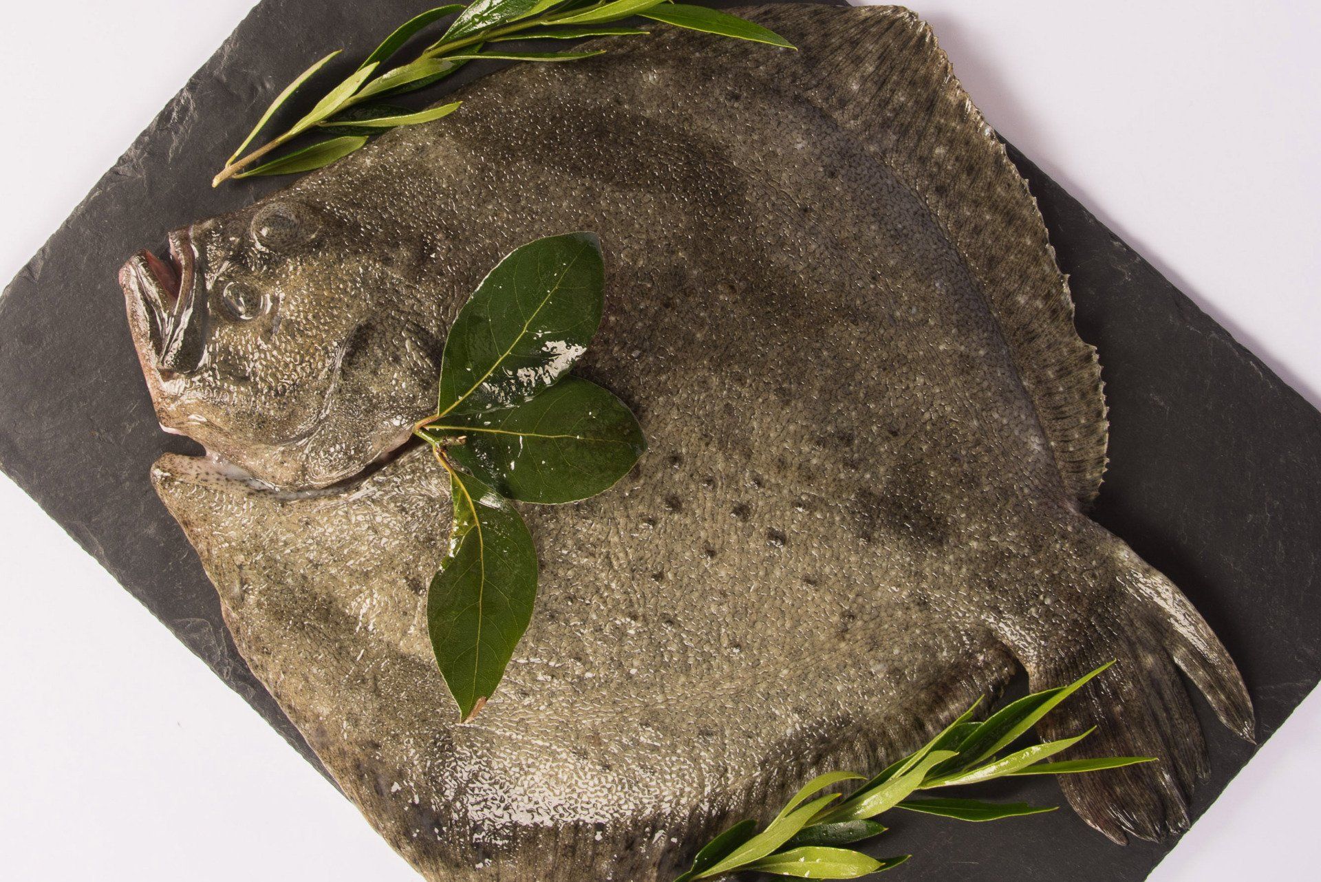 pêche du jour feu de bois Genève