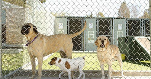 View of dogs in a behind a fence