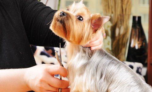 Professional working the dog grooming