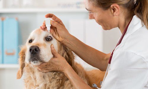 Professional taking care of the dog's eye