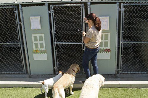 Professional taking the dogs into a cell