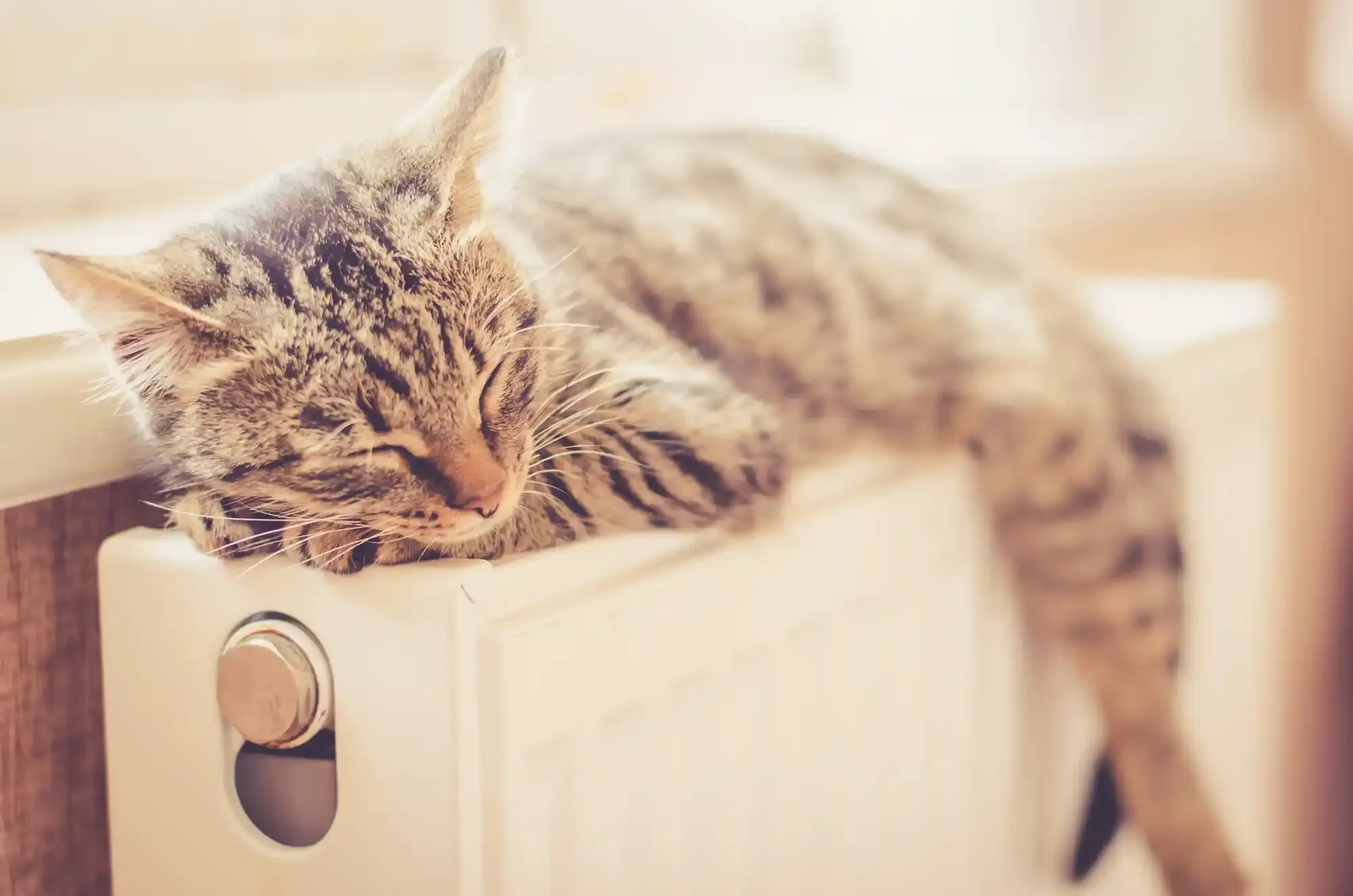 Gatto che dorme su un termosifone bianco; gatto soriano con pelliccia a strisce.
