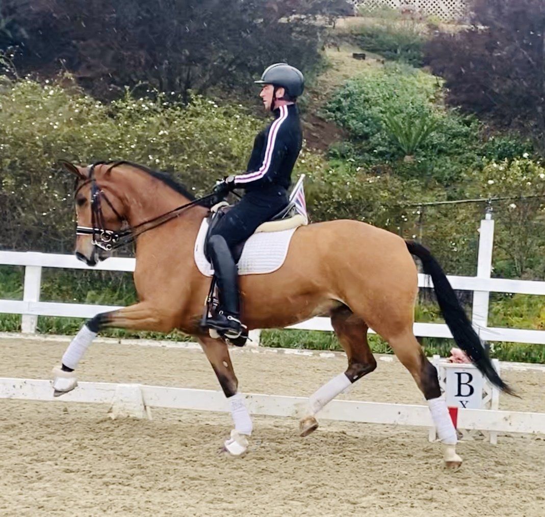 Dressage Horse for Sale Duvall