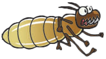 Termite