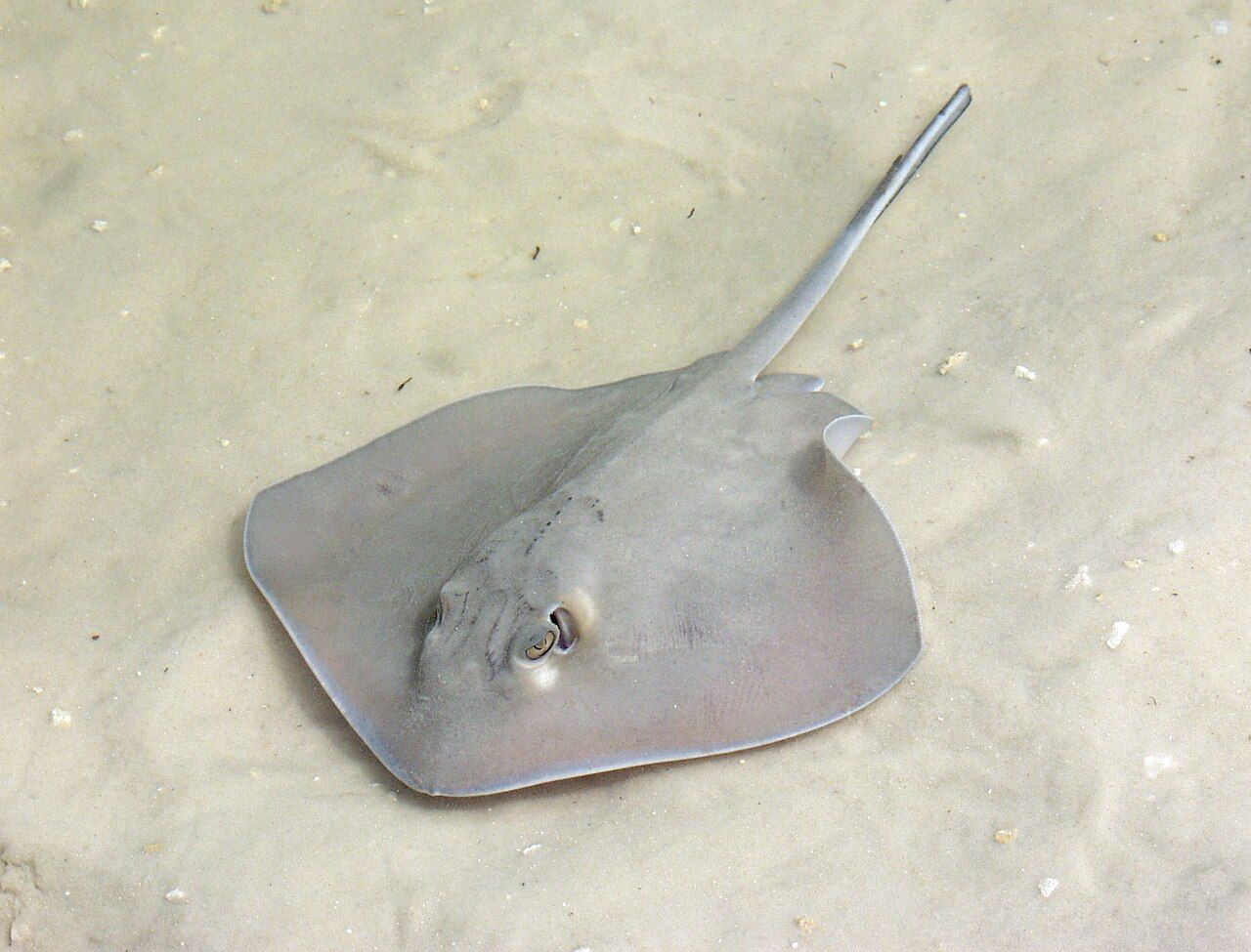 Gray stingray resting on pale sandy seabed with tail extended