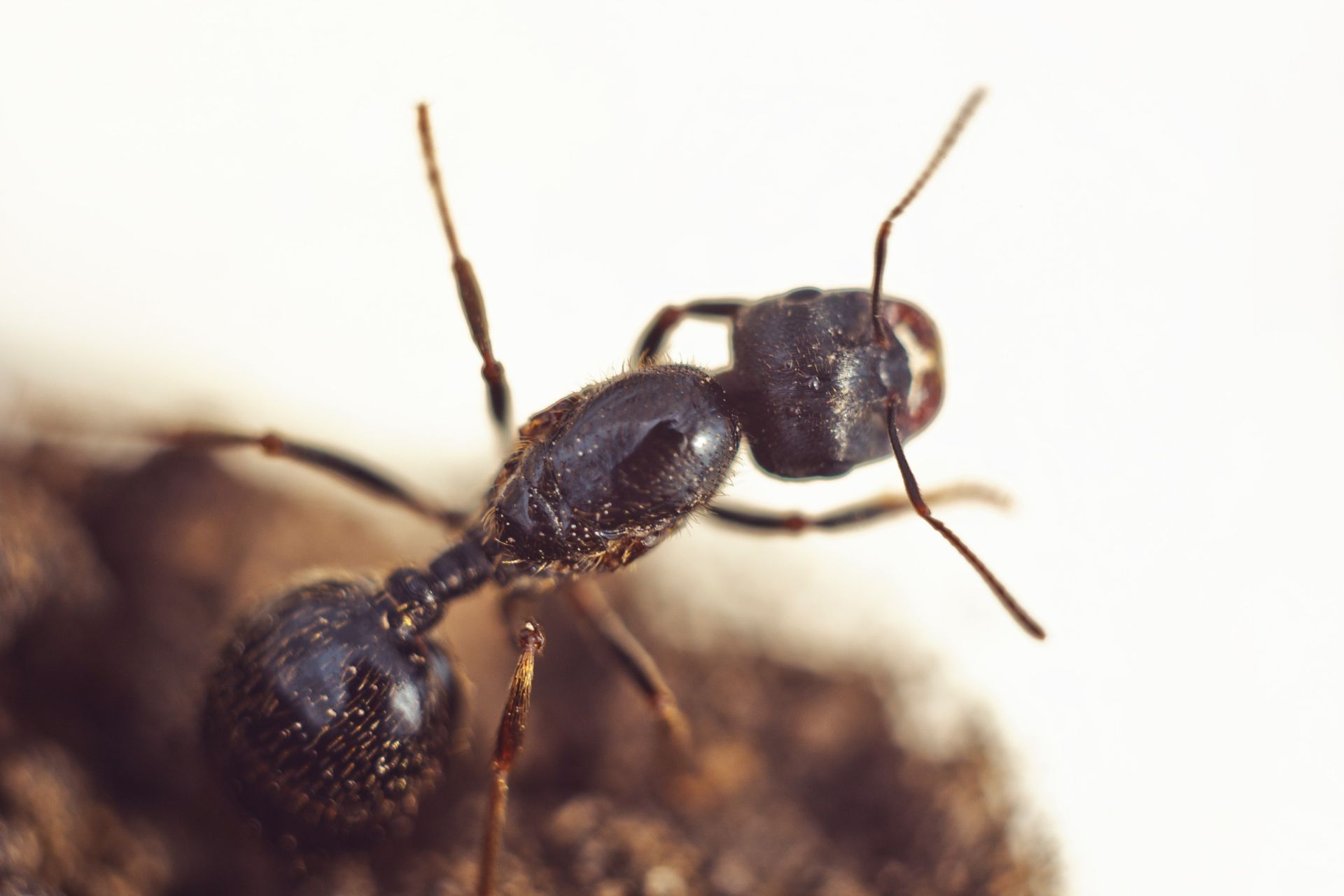 How to Identify and Get Rid of Carpenter Ants