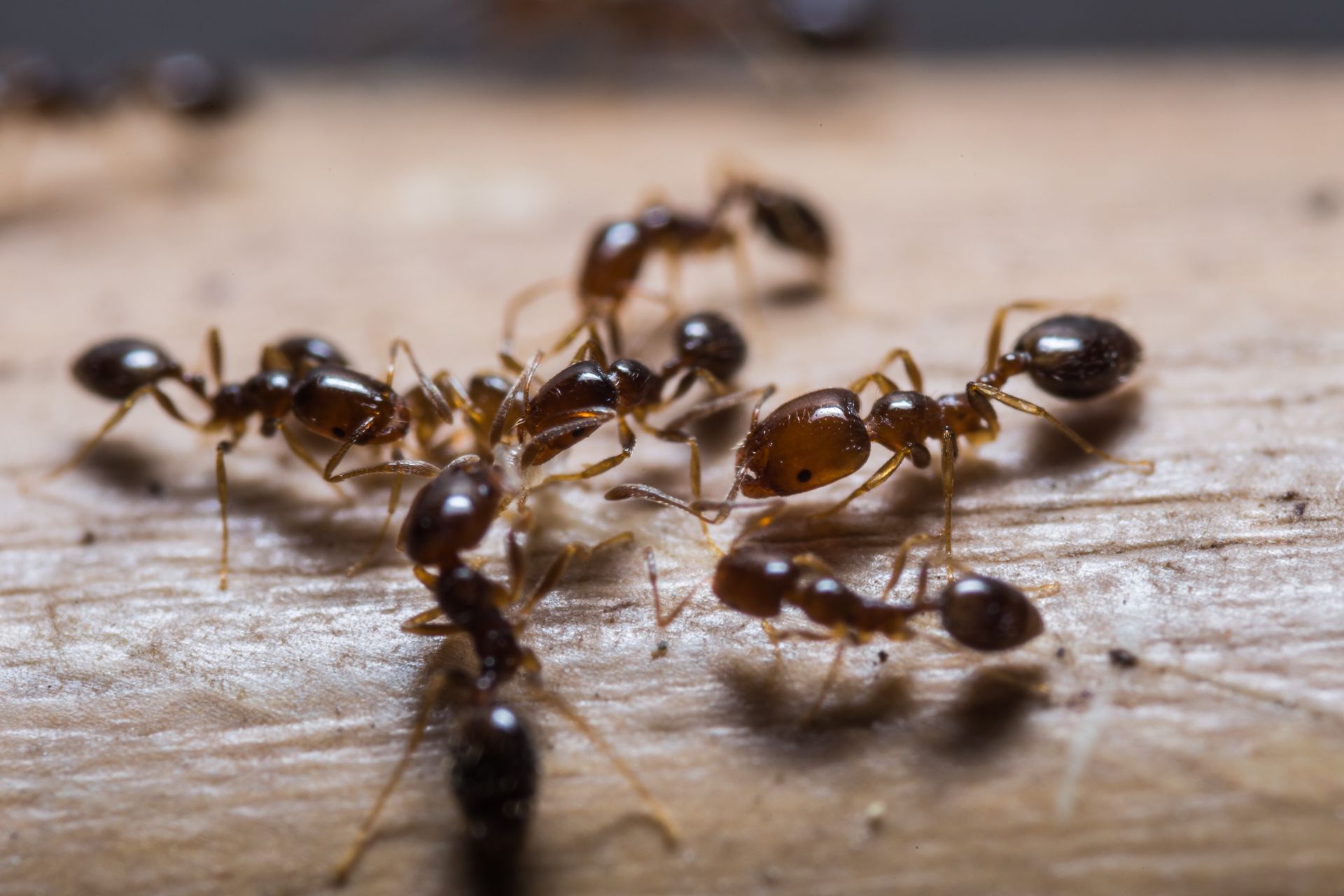 The Dangers of Ignoring an Ant Infestation on Your Property