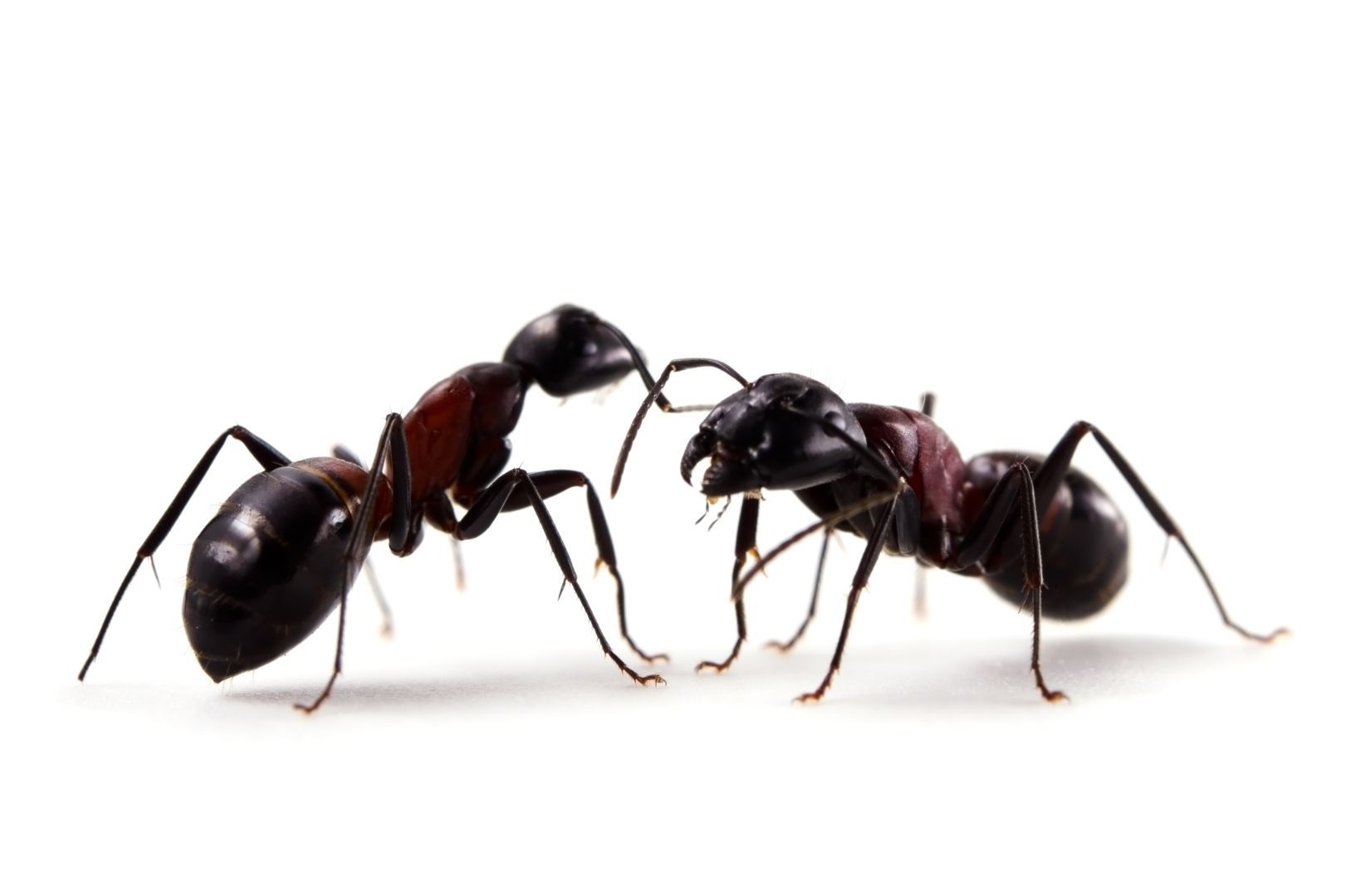 Control de hormigas