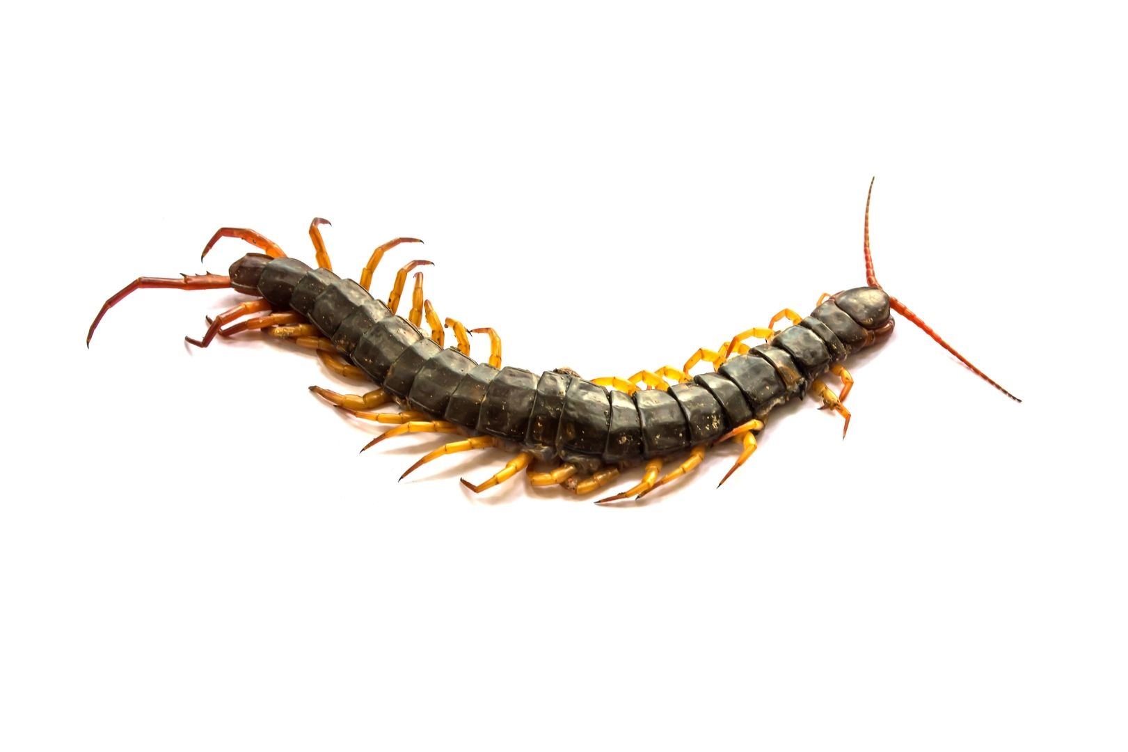 Centipede Control