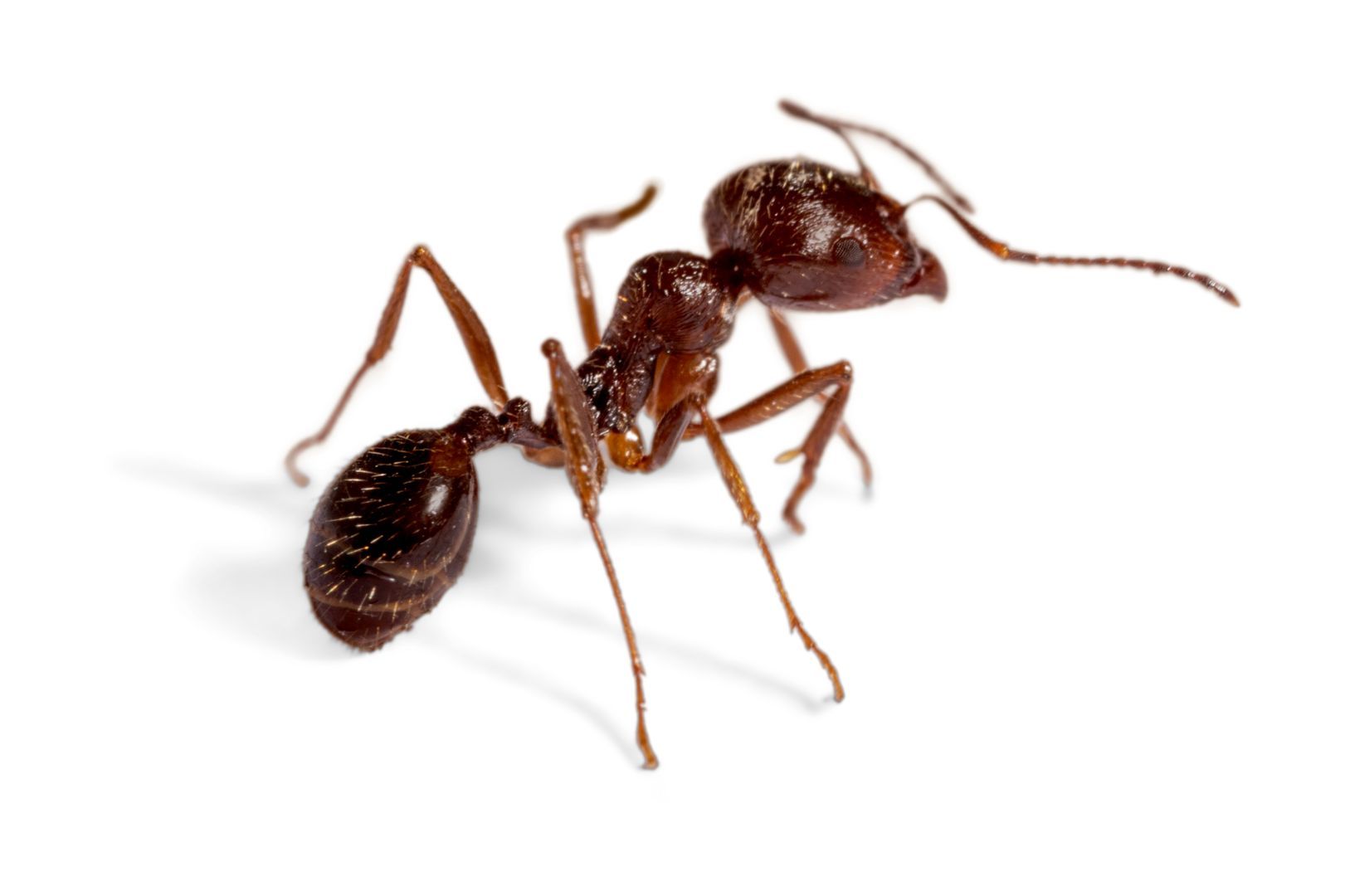 Ant Control in Weston, FL