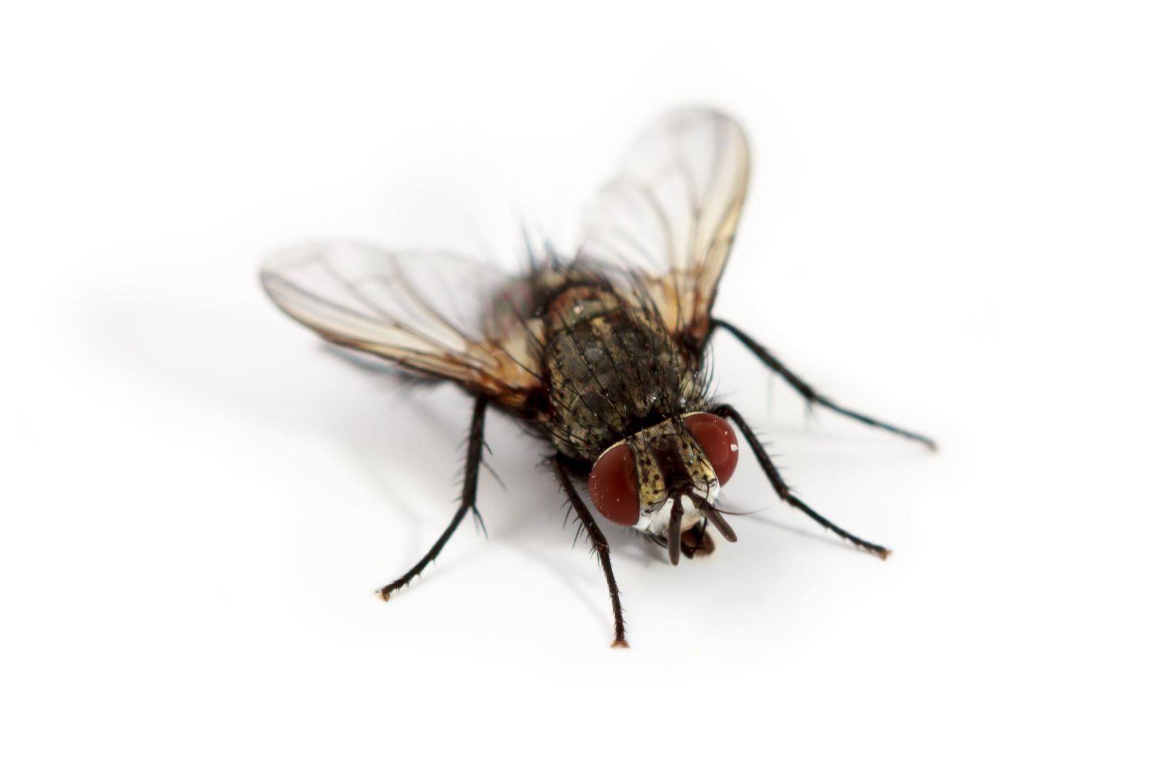 Control de moscas