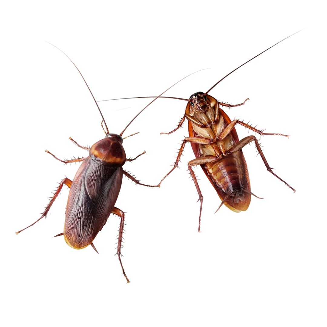 Cockroach Control in Weston, FL
