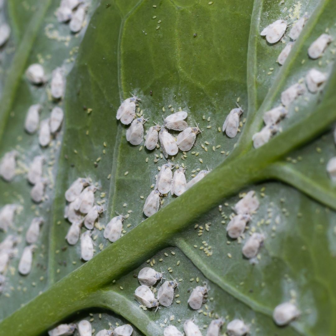 Whitefly Control