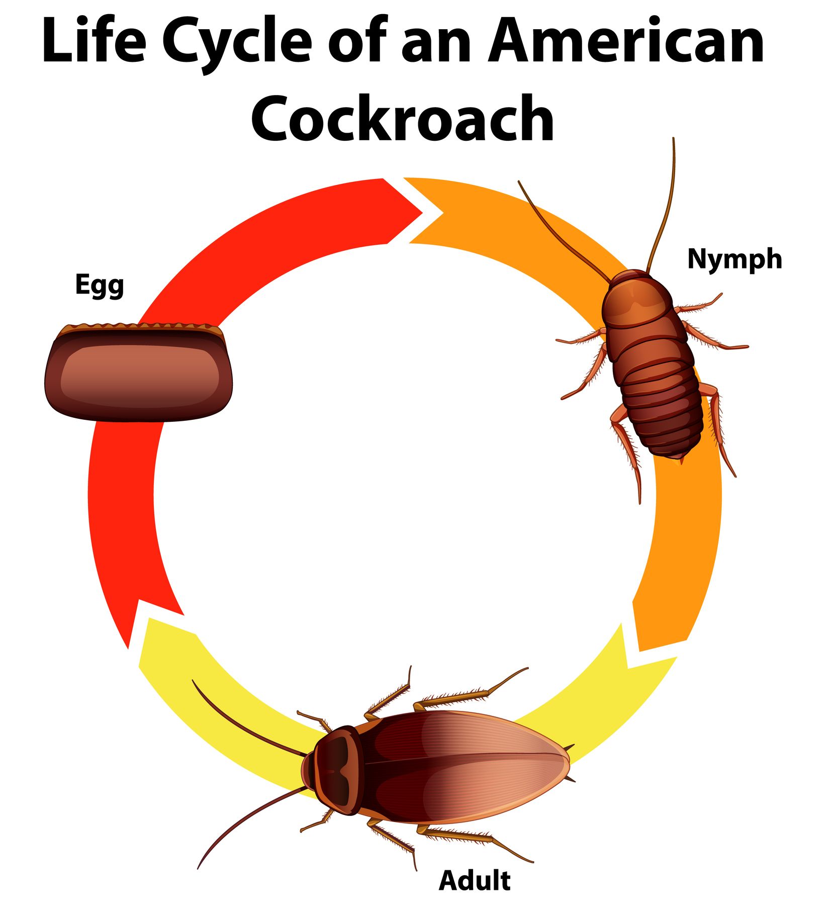 Life Cycle of an American Roach