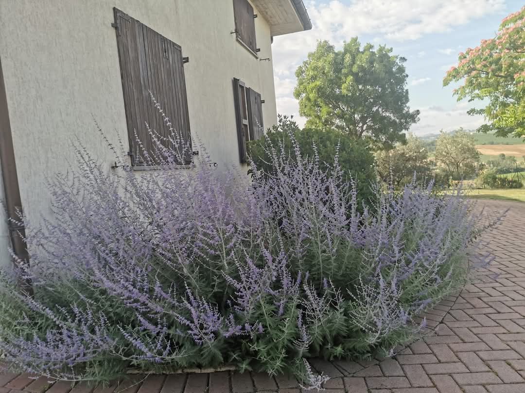 Un cespuglio di fiori viola cresce davanti a un edificio bianco.