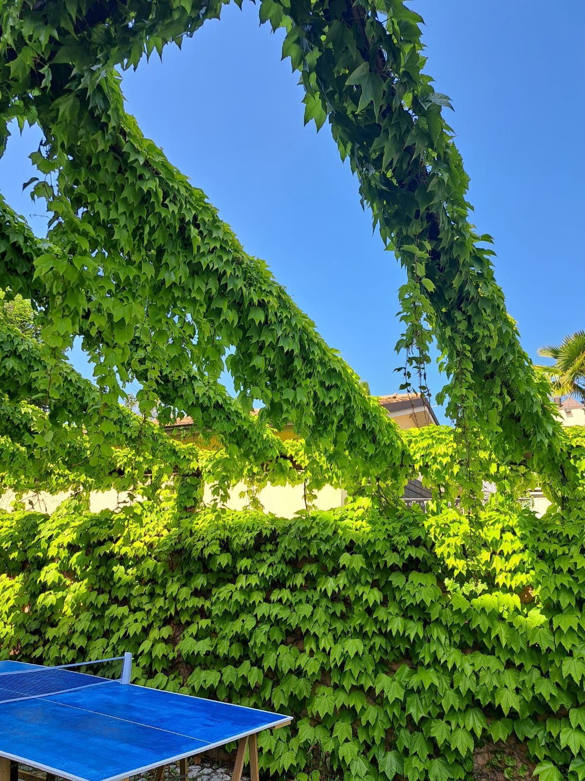 Un tavolo da ping pong blu si trova di fronte a una rigogliosa siepe verde.