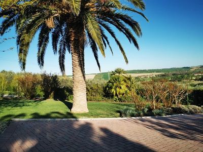 Una palma è in mezzo a un lussureggiante campo verde