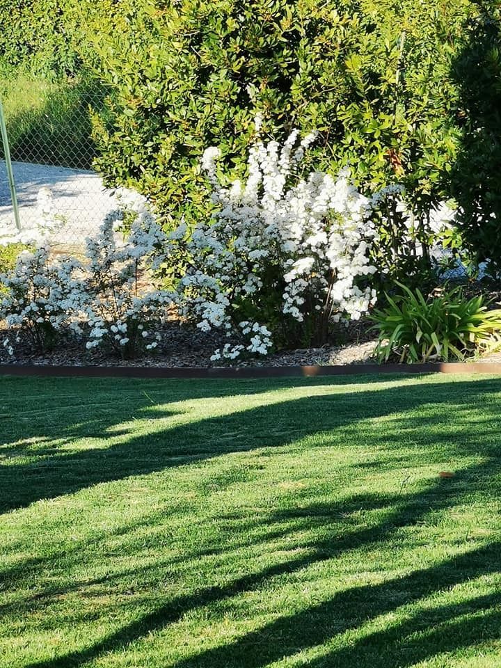 Un prato verde lussureggiante con alberi e cespugli sullo sfondo.