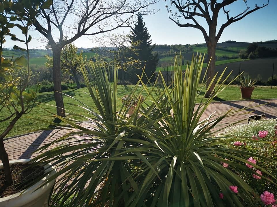 Un giardino con molte piante e alberi